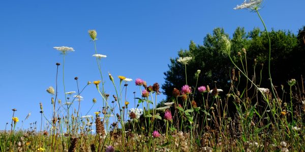 Cruydt-Hoeck bloemenweide mengsel